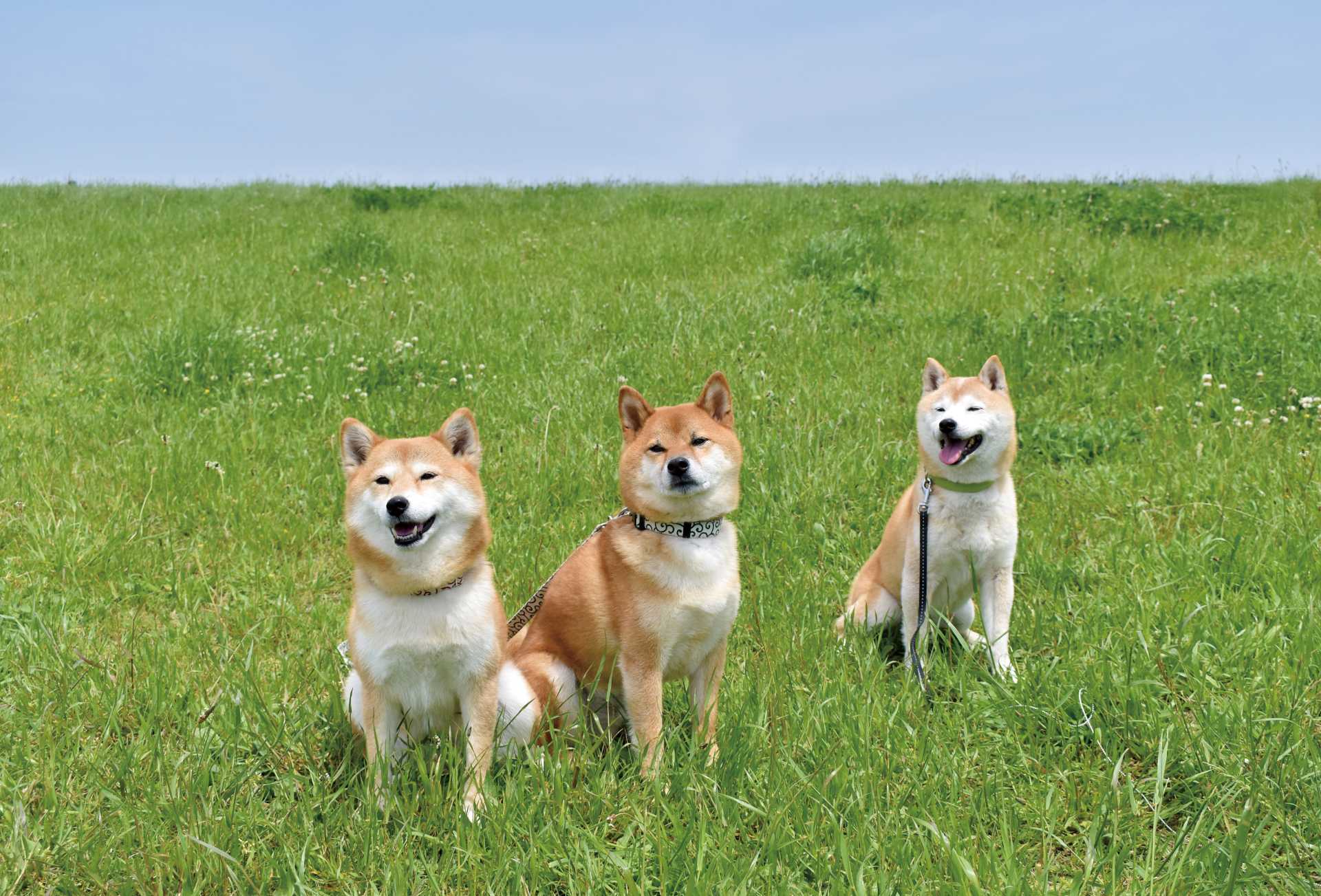 多頭飼いのご家庭に対応 | 埼玉県川越市のペットシッターならペットシッターだいす